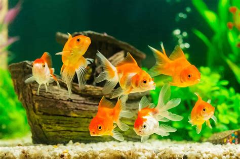 What Do Goldfish Eat Complete Guide To Feeding Your Pet Goldfish