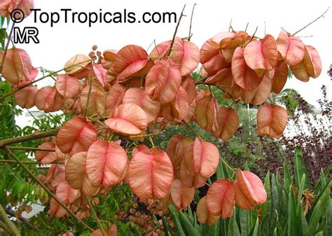 Koelreuteria Bipinnata Chinese Flame Tree Top Tropicals Plant