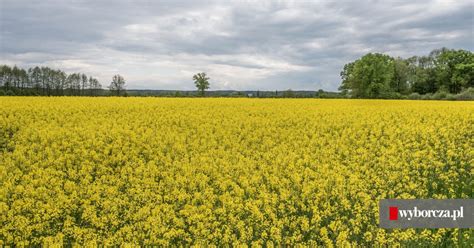 Pogoda Na Weekend I Maja R Sobota B Dzie Deszczowa A