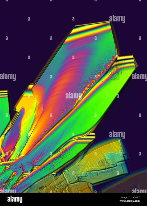 Sugar Polarised Light Micrograph Of Crystals Of Sucrose Or Sugar