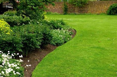 A Garden With Green Grass And White Flowers