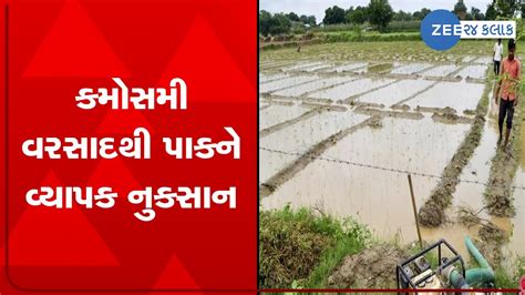 Huge Crop Loss Due To Incessant Unseasonal Rainfall In Parts Of Bhavnagar Zee News Youtube