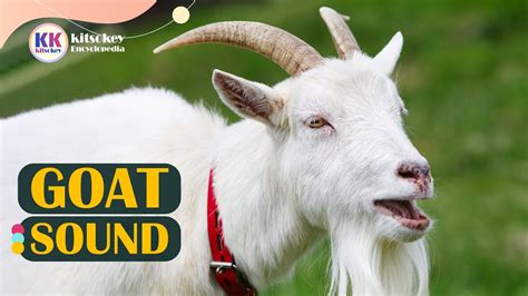 Goat Sound Goat Song Goat Sound Effect Goat Sound To Learn Youtube