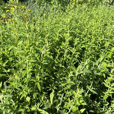 Dried Mountain Mint — Benson Bounty-Omaha, NE