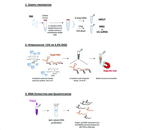 Schematic Representation Of The Dss Based Rna Pull Down Assay Workflow