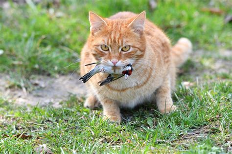 Influenza Aviaria E Gatti Rischi E Consigli Dellesperto Per