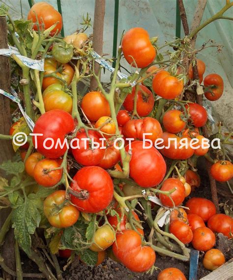 Томат Минусинский кремовый • Описание, ОТЗЫВЫ, Фото, Семена