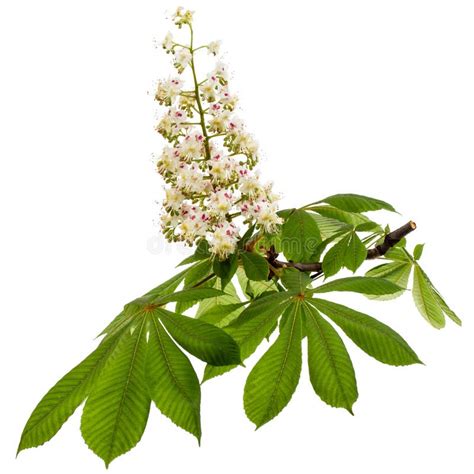 Flowering Branch Of Horse Chestnut Tree Aesculus Hippocastanum