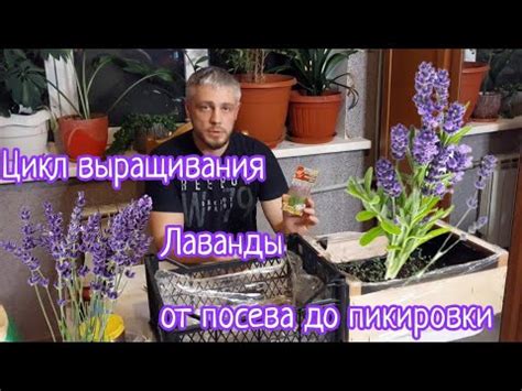 Лаванда из семян в домашних условиях без стратификации. - YouTube
