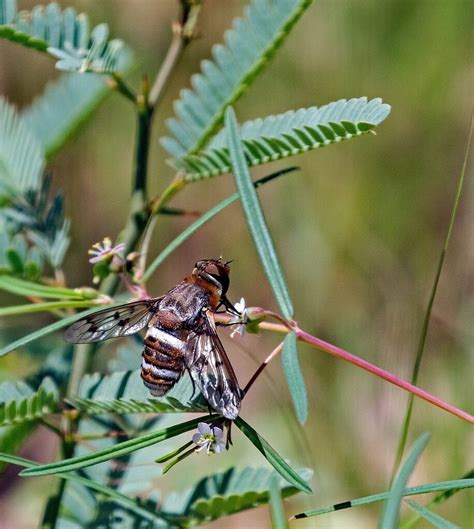 Bee Fly Repost Macro Close Up Critiques Nature Photographers Network