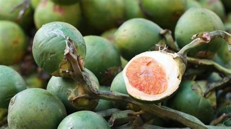 Manfaat Buah Pinang Untuk Kesehatan Dan Efek Sampingnya Jika Dikonsumsi