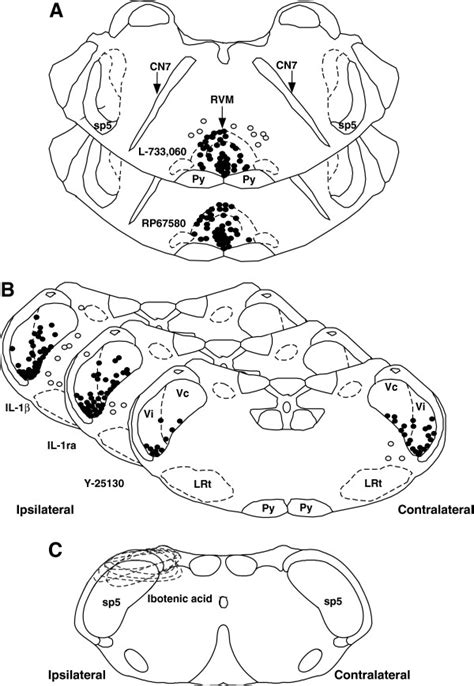 Histological Representation Of Injection Sites Within The Rvm And