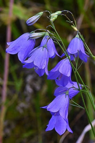 Campanula moravica Les alpines au Québec