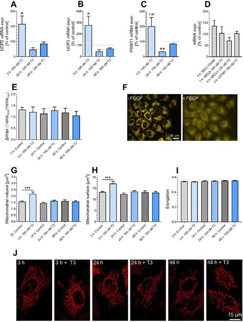 T3's impact on mRNA expression, mitochondrial membrane potential, and ...
