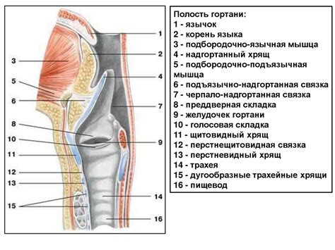 Дыхательная система - online presentation