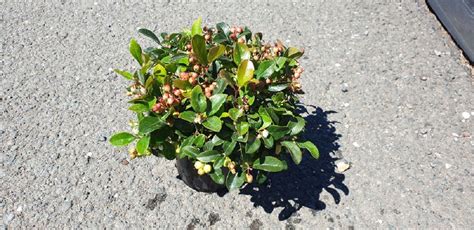 Gaultheria Procumbens WINTER PEARLS RED BARON Plant Wholesale FlorAccess