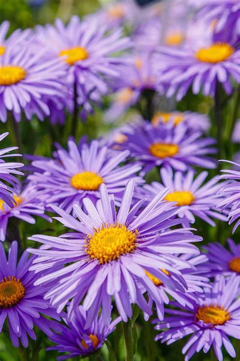 11 of the Best Blue Aster Varieties | Gardener’s Path