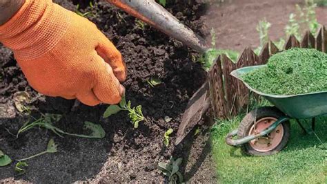 Comment Venir Bout Des Mauvaises Herbes Une Bonne Fois Pour Toutes