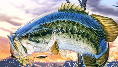 Como Pescar Black Bass Trucos Y Consejos Espesca