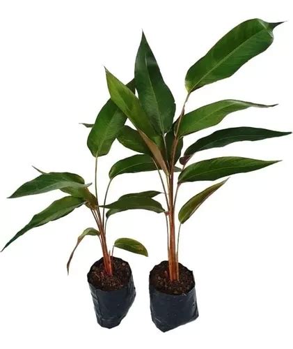 5 Mudas De Heliconia Rostrata Parcelamento Sem Juros