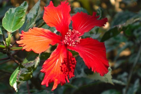 Hibiscus Hibiscus Coast South Africa Paul Cowie Flickr