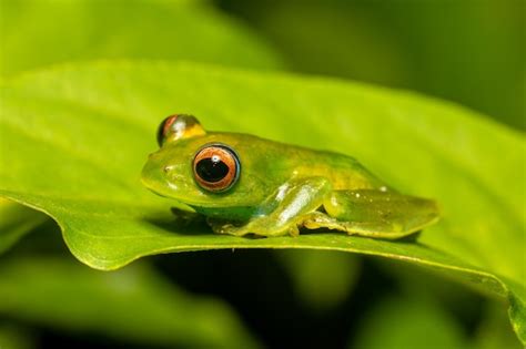 Premium Photo Close Up Of Frog On Leaf