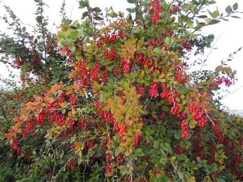 Fileberberis Vulgaris 