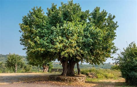 Cómo Cuidar de tu Morera Árbol Morus Alba Qué Debes Saber