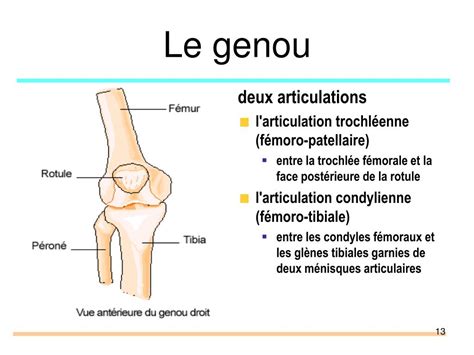 PPT Pathologie péri articulaire membre inférieur PowerPoint