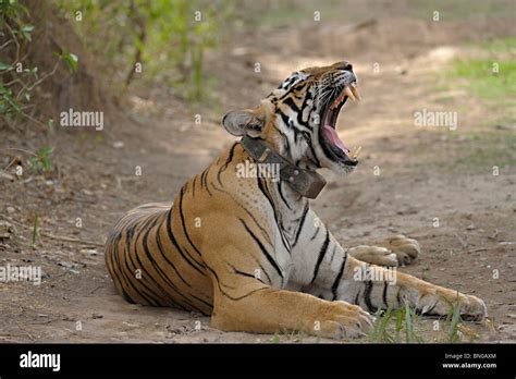 Wild Tigers Radio Collared In Ranthambore National Park In India For Scientific Research Stock