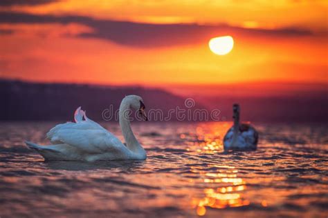 Swans In The Sea And Beautiful Sunset Stock Photo Image Of Silhouette