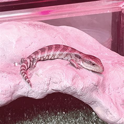 Blue Tongue Lizard Melbourne Take Them Home Today