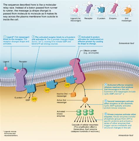 Cell environment interactions Diagram | Quizlet