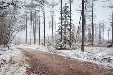 190 Spruce Tree Naked Winter Forest Stock Photos Free Royalty Free