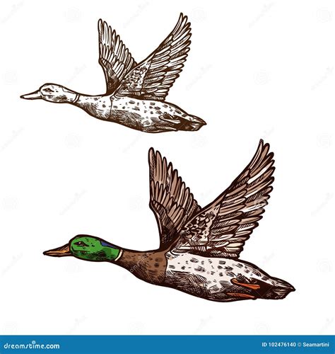 Wild Duck Mallard Vector Isolated Sketch Icon Stock Vector - Illustration of talisman, nature ...