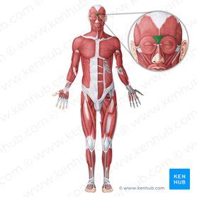 Procerus: Origin, insertion, innervation, function | Kenhub