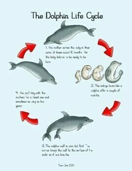 Dolphin Life Cycle | Biomimicry Design Inspired by Nature Compatible with NGSS | Made By Teachers