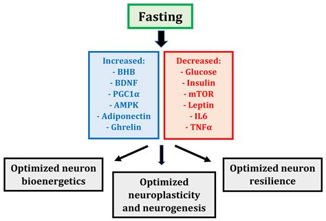 Nutrients Free Full Text Fasting As A Therapy In Neurological Disease