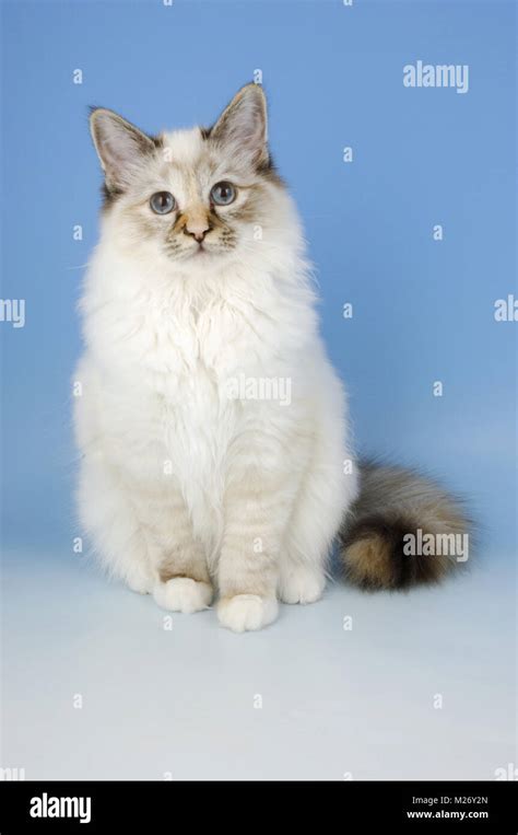 Seal Tortie Tabby Birman Cat Stock Photo Alamy