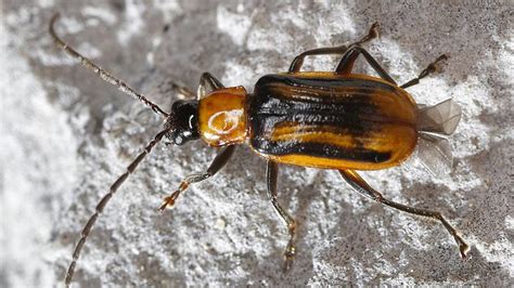 Eingewanderte Insektenarten Invasion der Ackerschädlinge