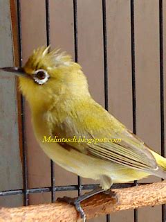 Gambar Burung Pleci Kacamata | Lintas Indonesia