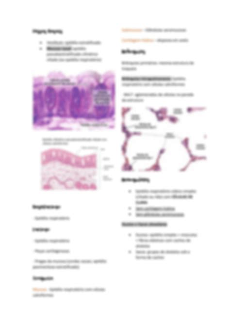 Solution Resumo Sistema Respirat Rio Te Rica Studypool