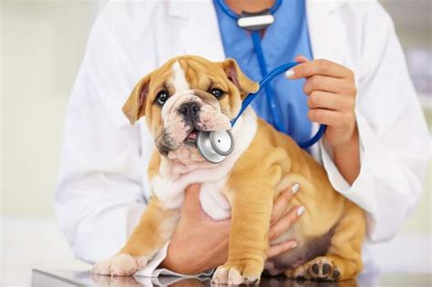 Veterinary Services For New Clients Emergency Vet 242 Animal Hospital