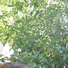 Maria Nagai Nude OnlyFans Leaks Page Fapopedia