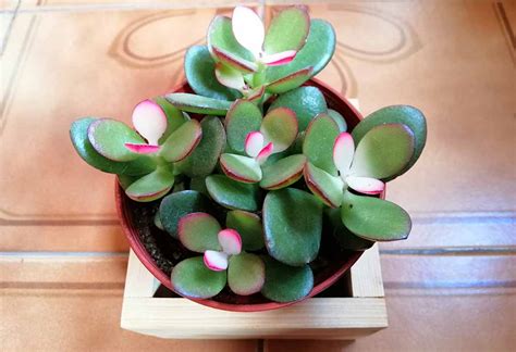 Lucky Plants That Will Bring Good Luck And Wealth To Your Home