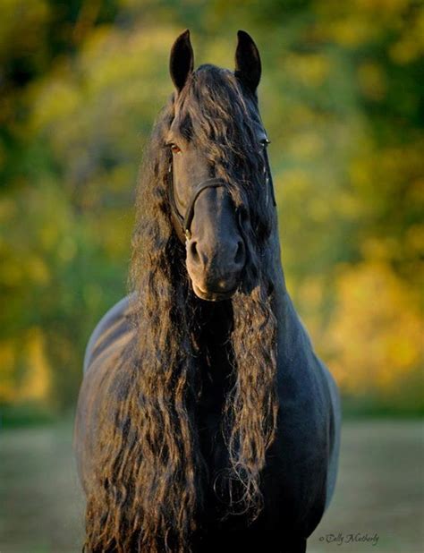 Friesian Stallion Frederik The Great Pferde Pferdebilder Friesen Pferde