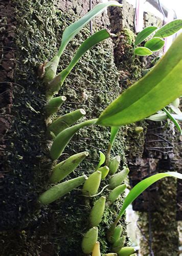 Bulbophyllum Sumatranum