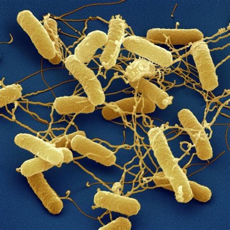 Salmonella Typhi Under A Microscope