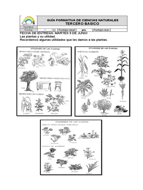 Guia Formativa Unidad 2 El Uso De Las Plantas Tercero Basico Pdf