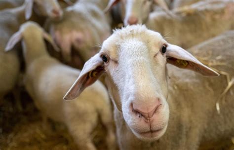 Zäune gegen den Wolf Wie Schafe und Ziegen besser geschützt werden sollen